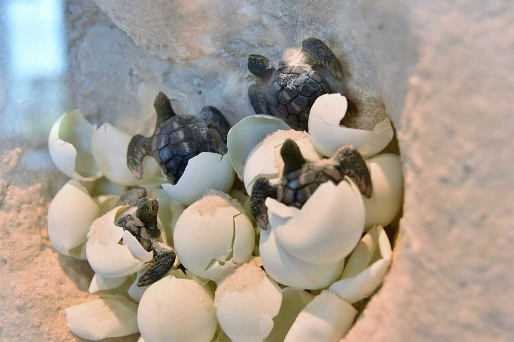 Baby sea turtles hatching from their eggs