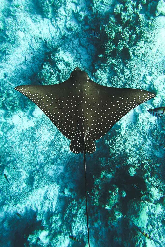 manta rays in komodo island indonesia