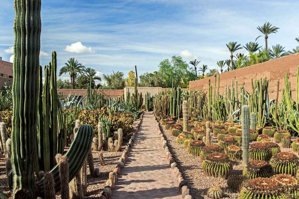 palmeraie gardens in marrakech