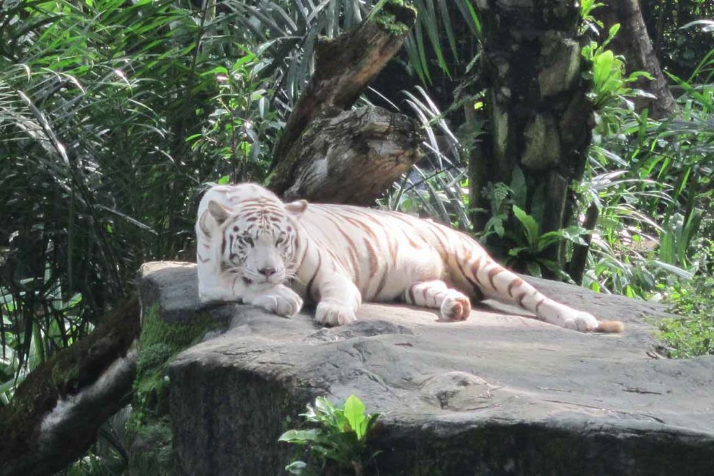 white tiger at singapore zoo
