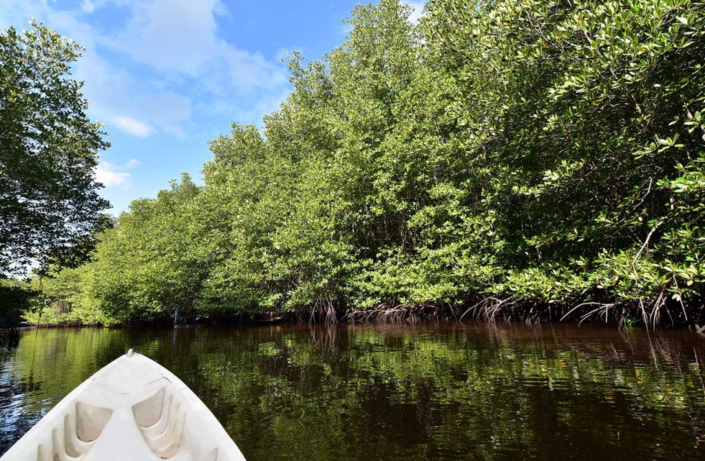 mangrove forest in Nusa Lembongan